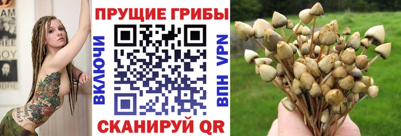 Псилоцибиновые грибы Psilocybe blacksprut как войти Миллерово